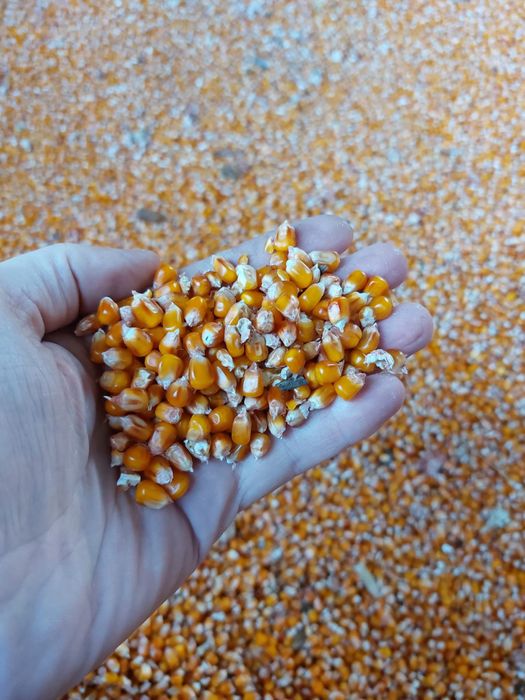 Porumb boabe sticlos pioneer