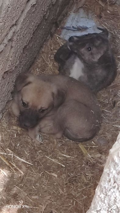 Yoqimtoy kuchuk bolalari