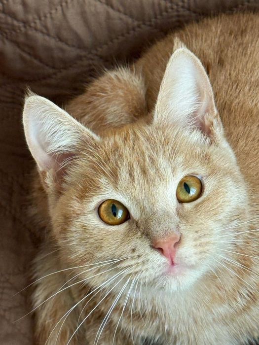Отдаем котенка -подростка в добрые руки !