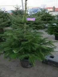 Vand brazi verzi la ghiveci