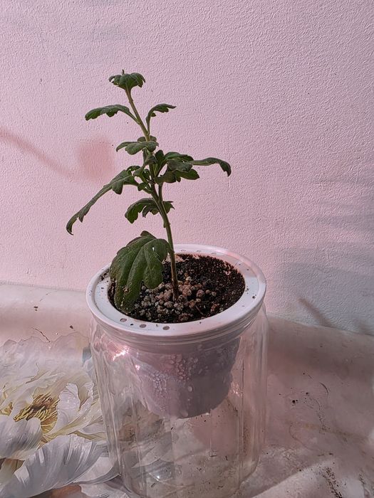 Комнатные растения косшы