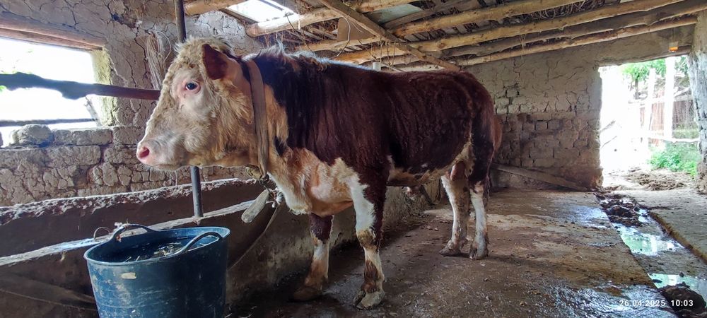 Buqa sotiladi paroda grenfod