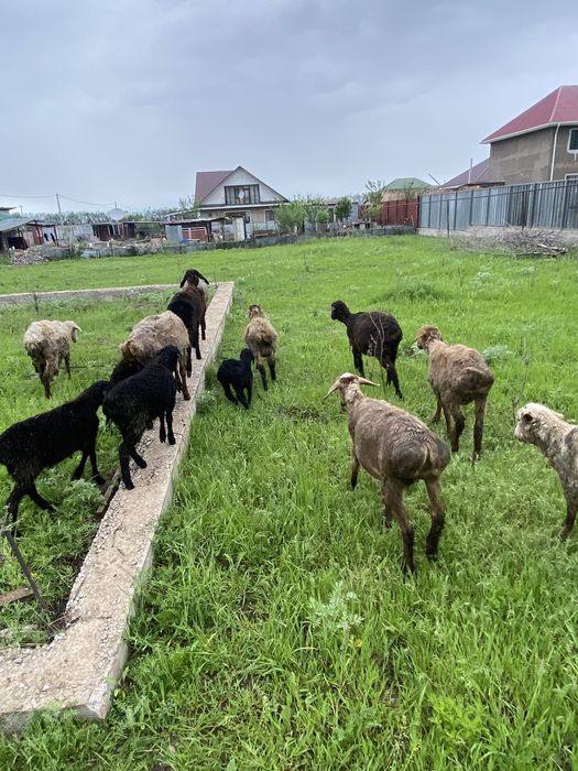 Продам баранов.