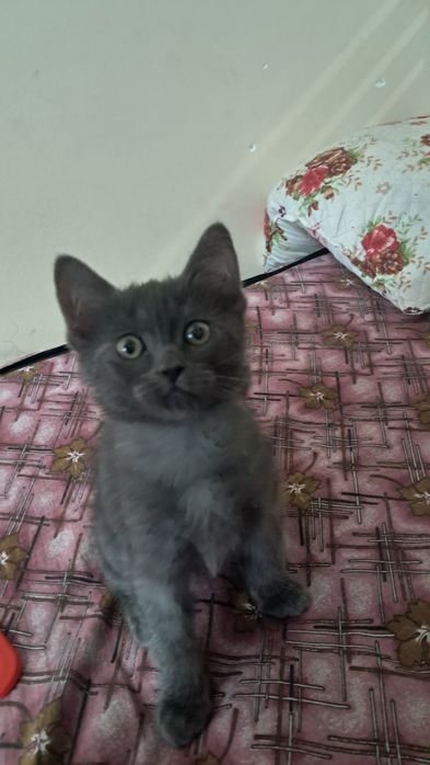 mushuk bolasi sotiladi toza parodali