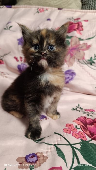 Продажа котята Мейн-куны