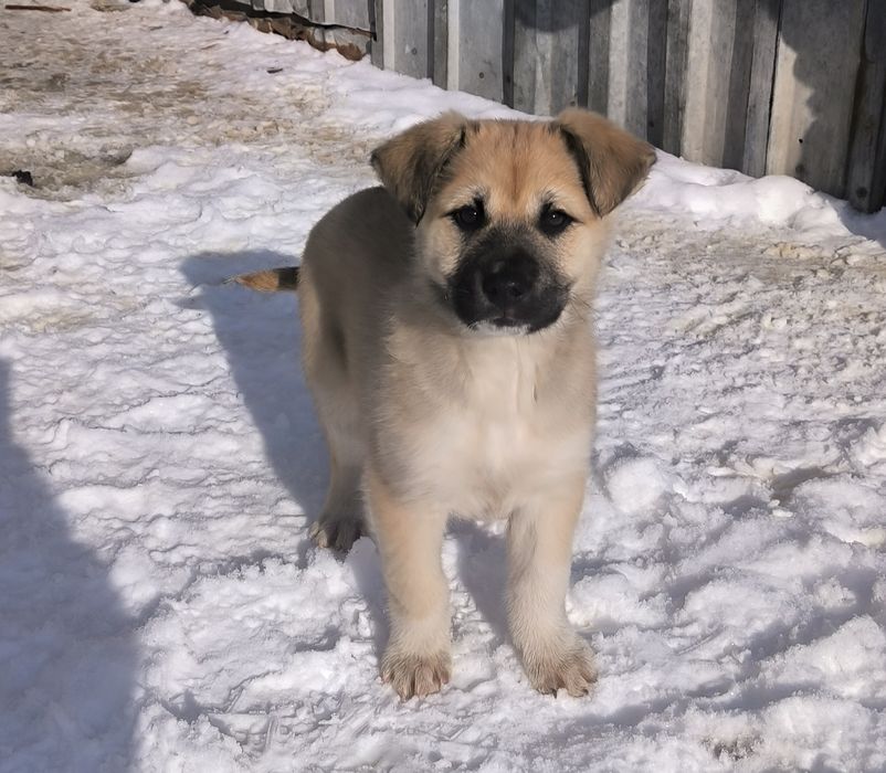 Отдам щенков 3 месяца