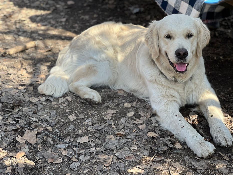 Вязка Золотистый Ретривер