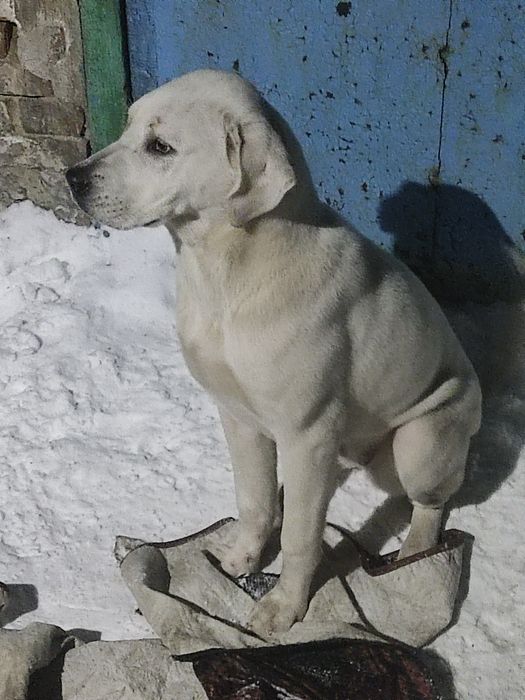 Собака, возможно немецкий дог