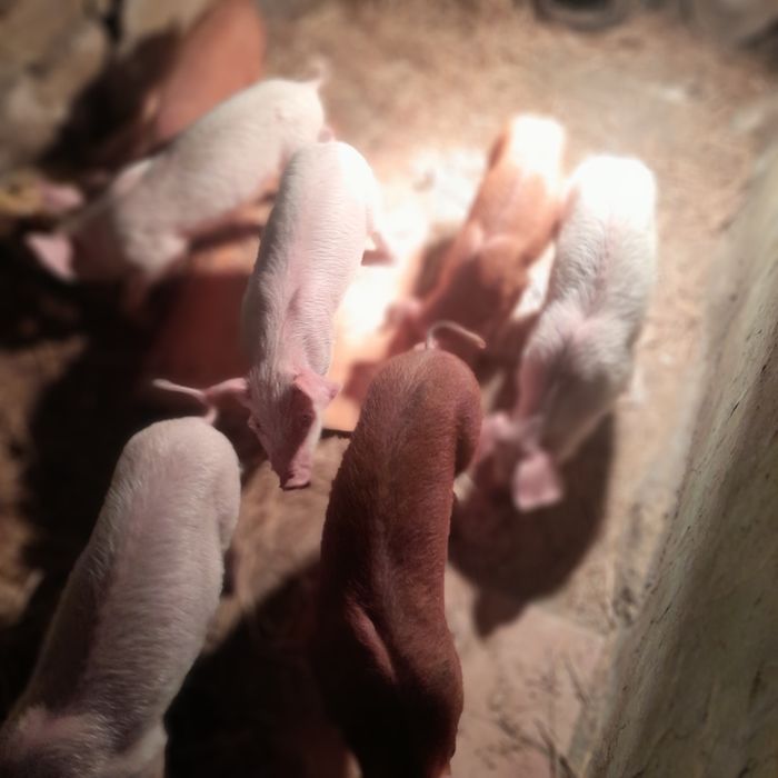 Продавам малки прасенца намират се в село Доганово