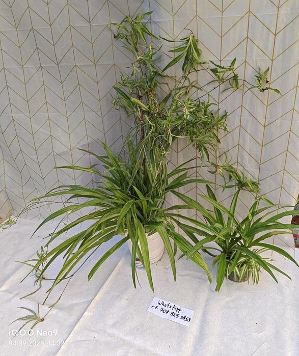 Цветы комнатные хлорофитумы Обмен