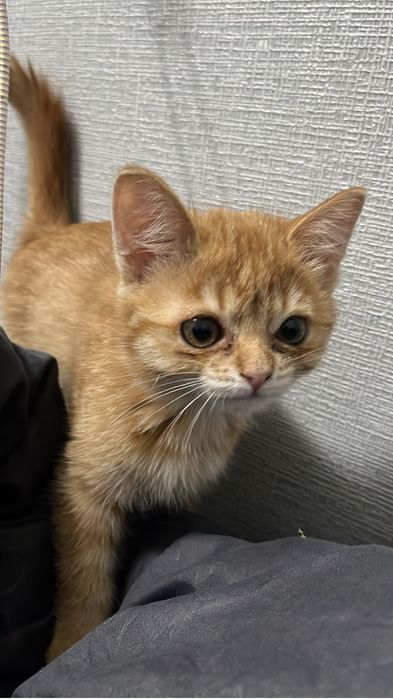Котенок симба продам