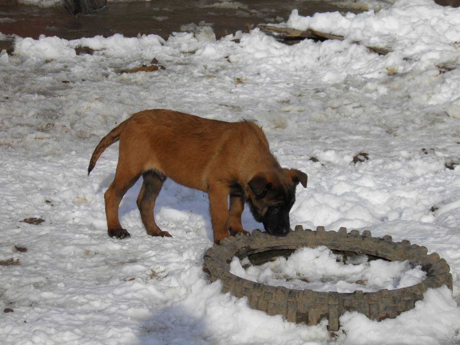 Белгийска овчарка малиноа