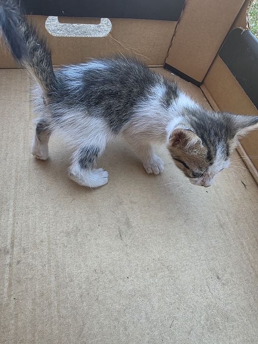 Котенца на 1 месец