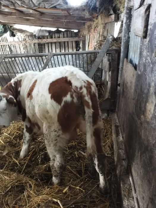 Vand 9 viței cu o medie de 290