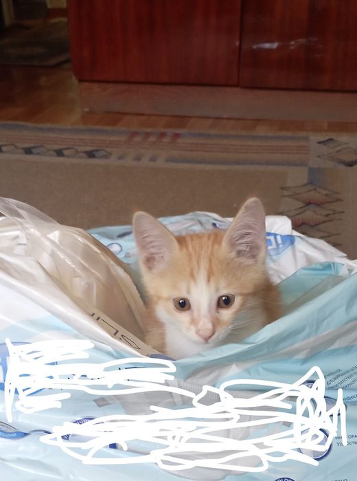 Котенок, мальчик 1,5 месяца, за символическую плату