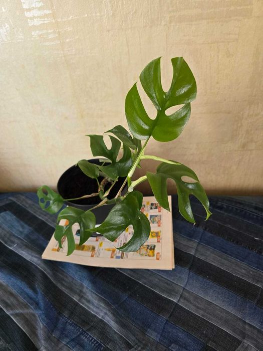 Монстера минима. Комнатное растение.