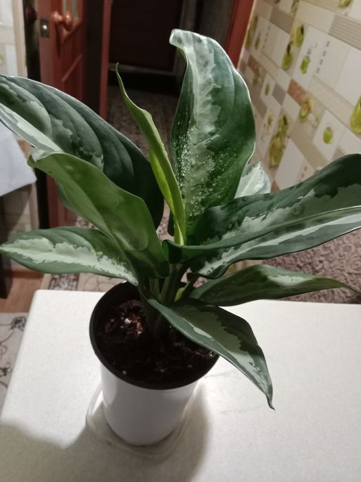 Аглаонема продам