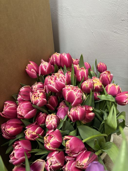 Тюльпаны Петропавловск