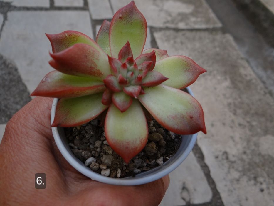 Сукуленти Echeveria различни видове