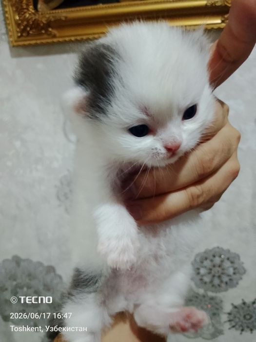 Вислоухие котята