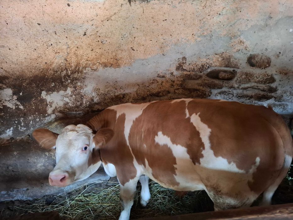 Vițel 4 luni rasa Bălțată Românească