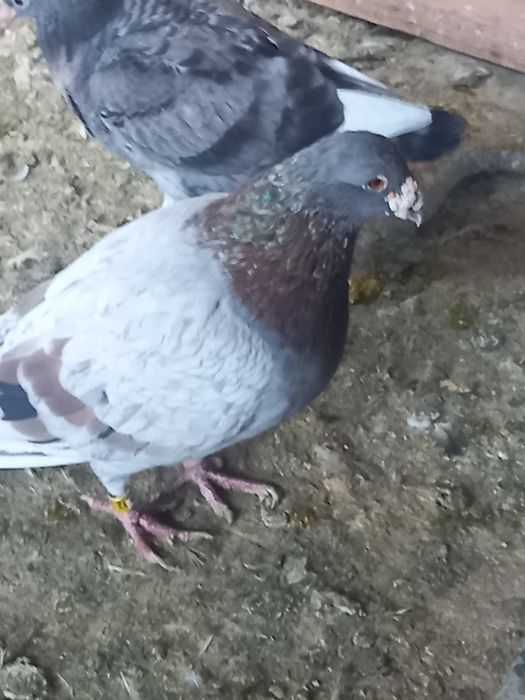 Pui voiajori tardivi