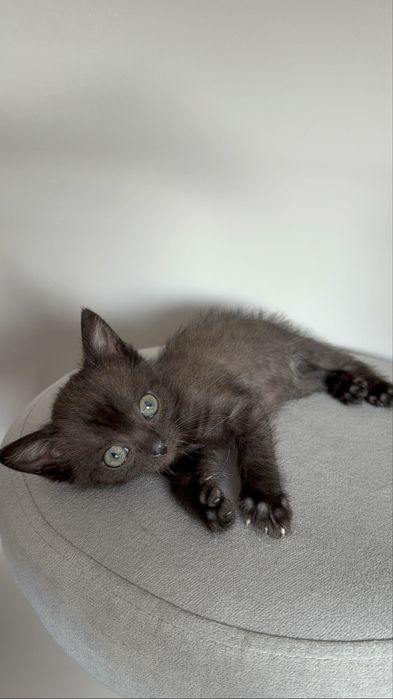 котятки ищут дом