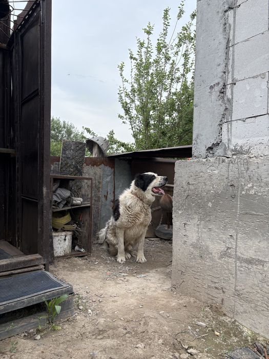 Алабай кабель срочно продам