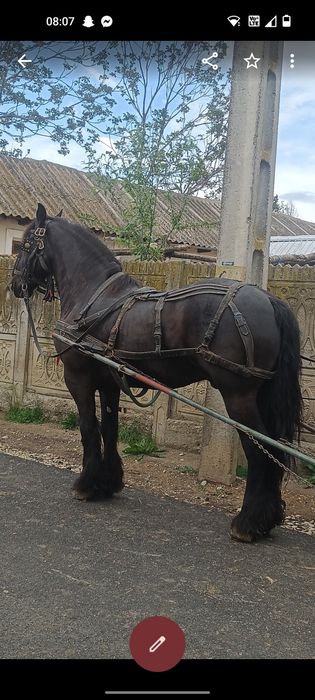De vânzare cal de 9 ani