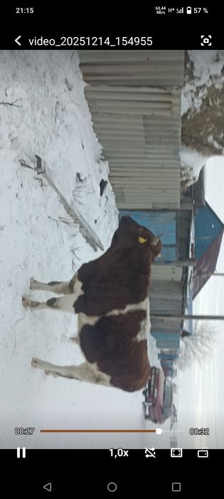 Продам быка 2х летка