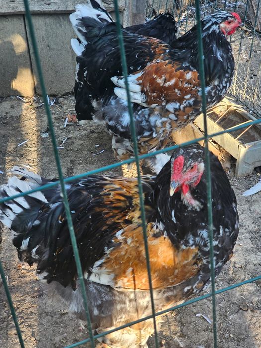 Tineret brahma porțelan