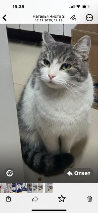 Ищем дом для котика Мурзика