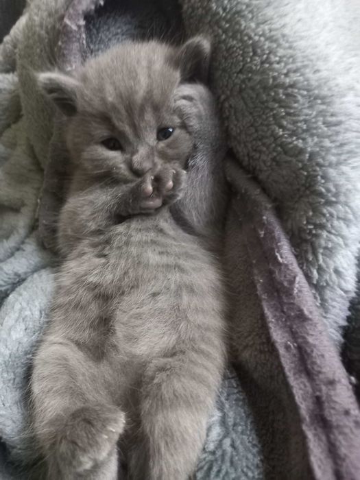 Продам котят британцев