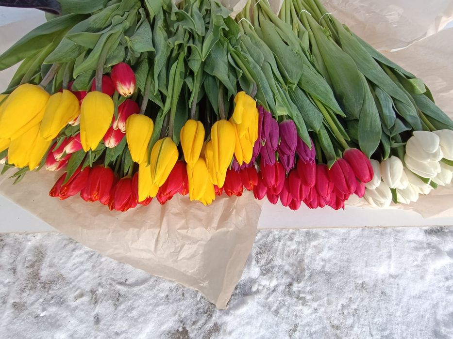 Тюльпаны в розницу от 550тг.