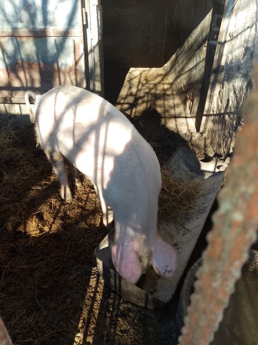 Женско прасе 35_40кг