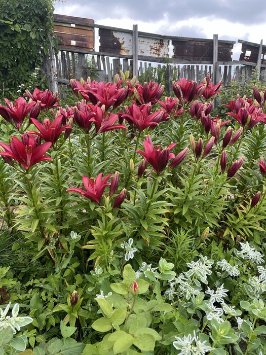 Продам дачу 6 общ 17 дачи