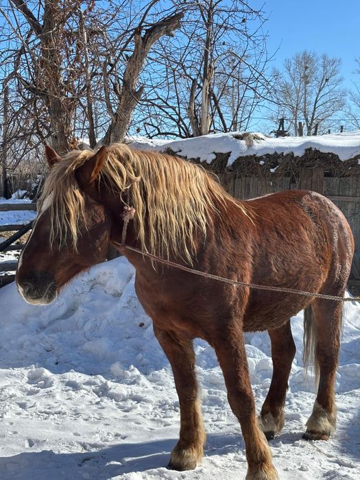 Жеребец 8 лет тяжеловес косяк держал