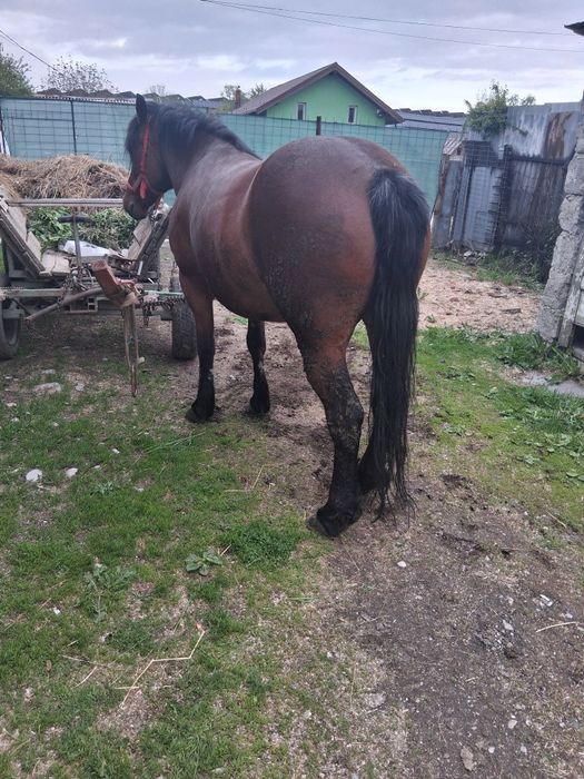 Iapă de vânzare foarte cuminte