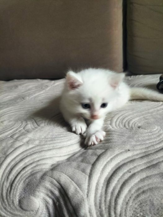 Отдам котят в хорошие руки