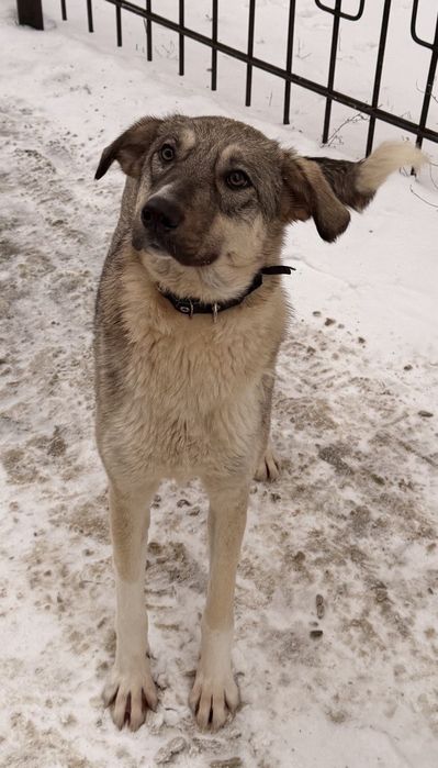 Щенки в добрые руки