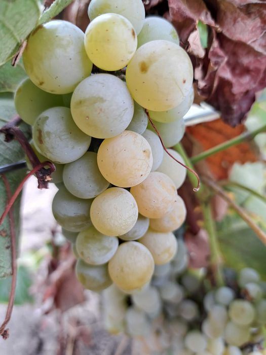 Struguri de vin  0751200541