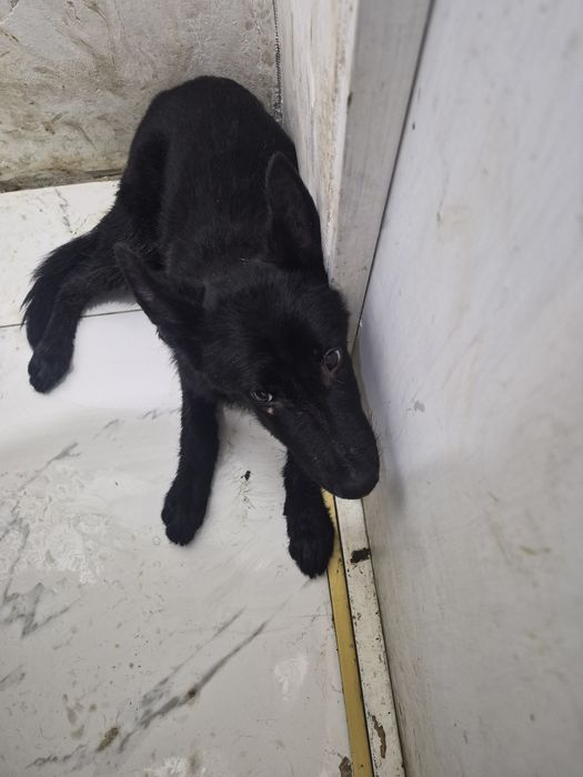 Отдам в хорошие руки