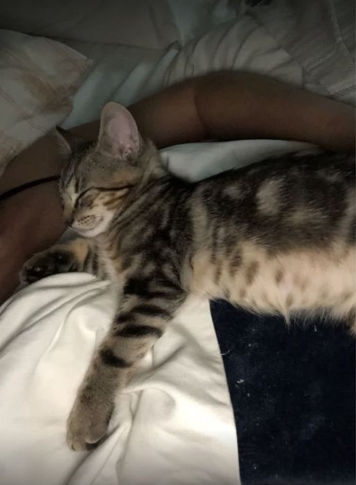 Кошка   породистый