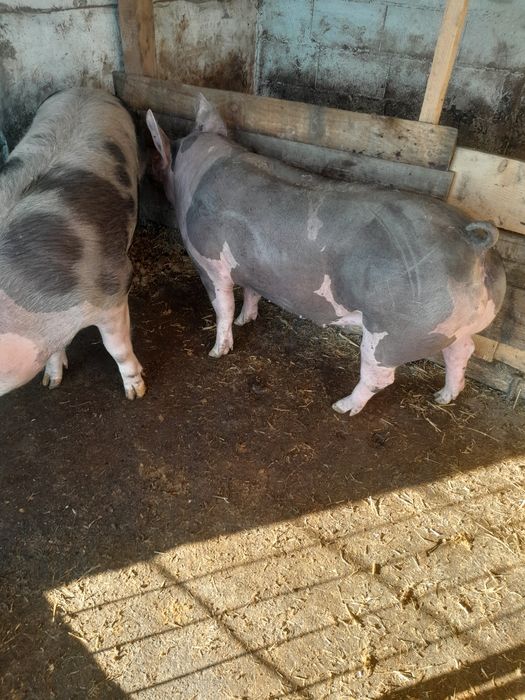 De vânzare tot ce se vede