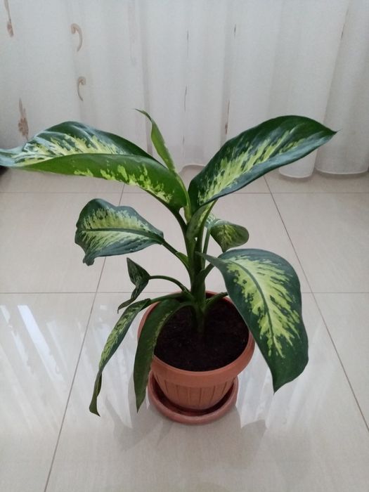Vând flori dieffenbachia superbe
