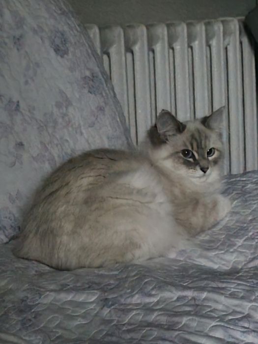 Продам милого котёнка