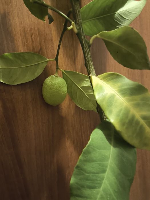 Лимон и грепфрут, мандарина лимонови дървета студоустойчиви даващи пло