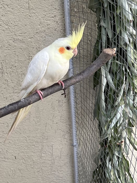 Nimfe perechi si tineret!