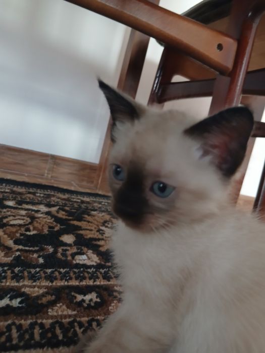 Котята в хорошие руки.
