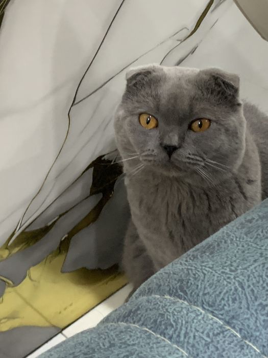 Porno aphrodisiac qoshilgan va becerdin